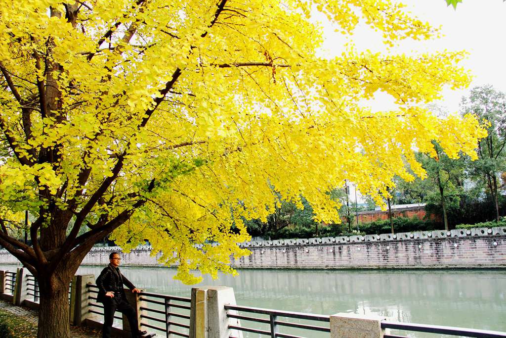 又到银杏叶黄时,又到一年银杏黄