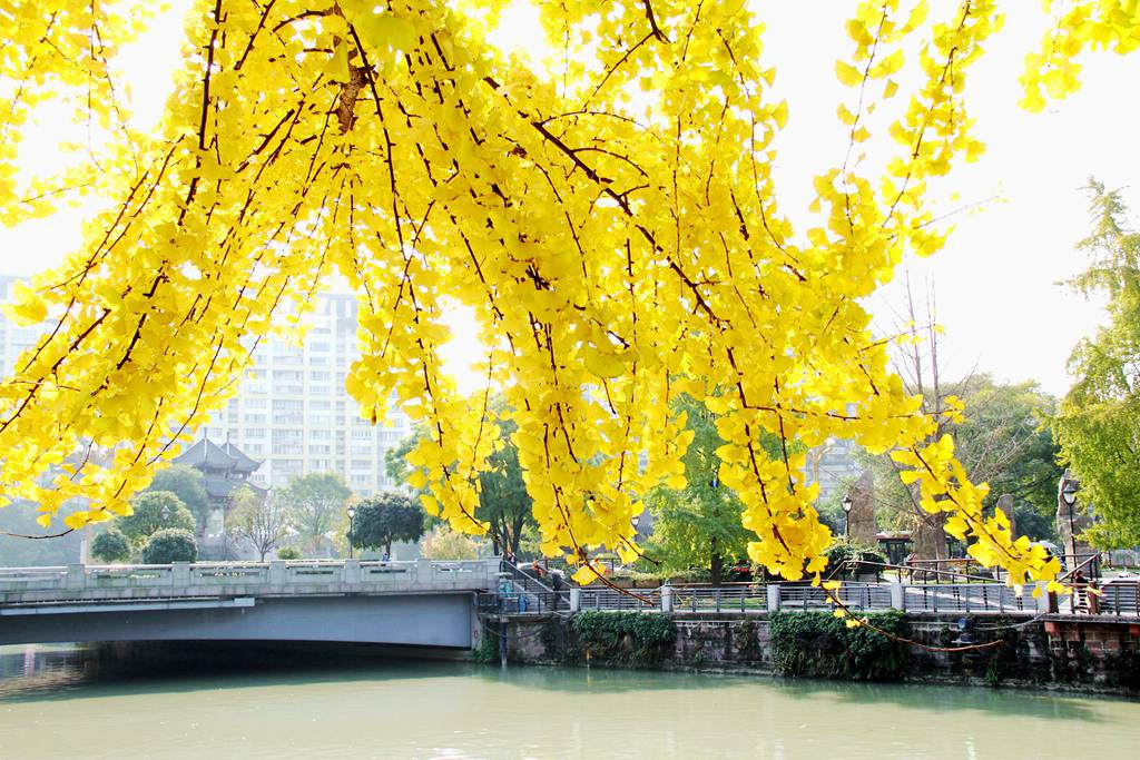 又到银杏叶黄时,又到一年银杏黄