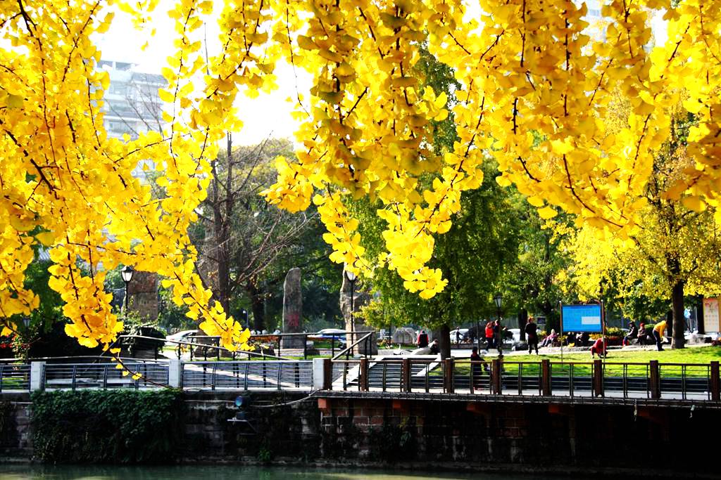又到银杏叶黄时,又到一年银杏黄