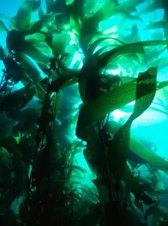 深海巨藻净透,深海巨藻修护精粹水