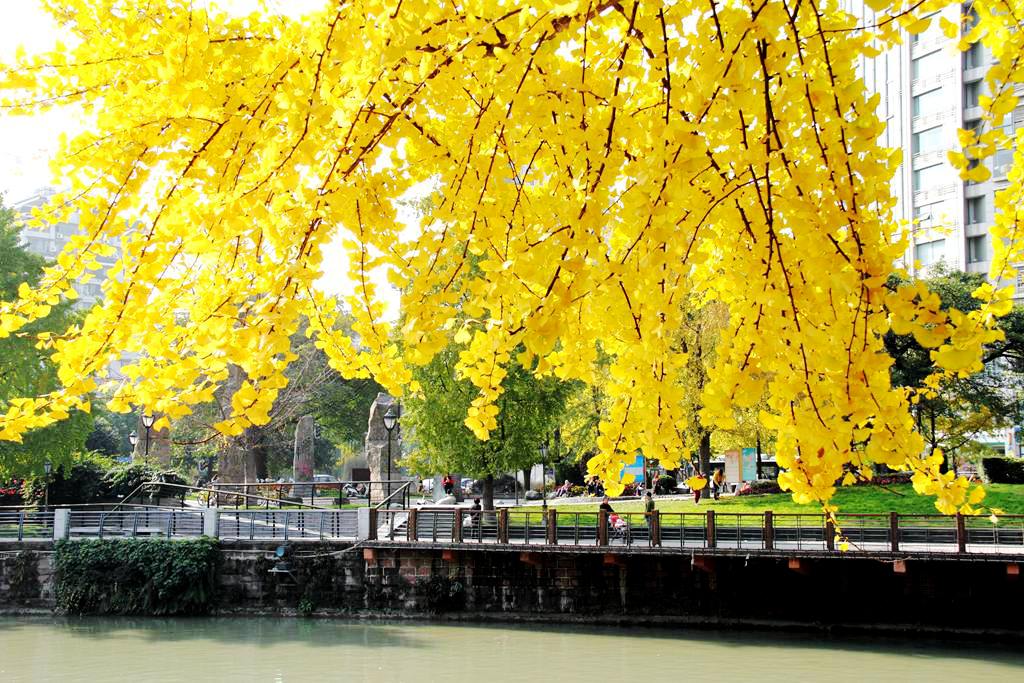又到银杏叶黄时,又到一年银杏黄