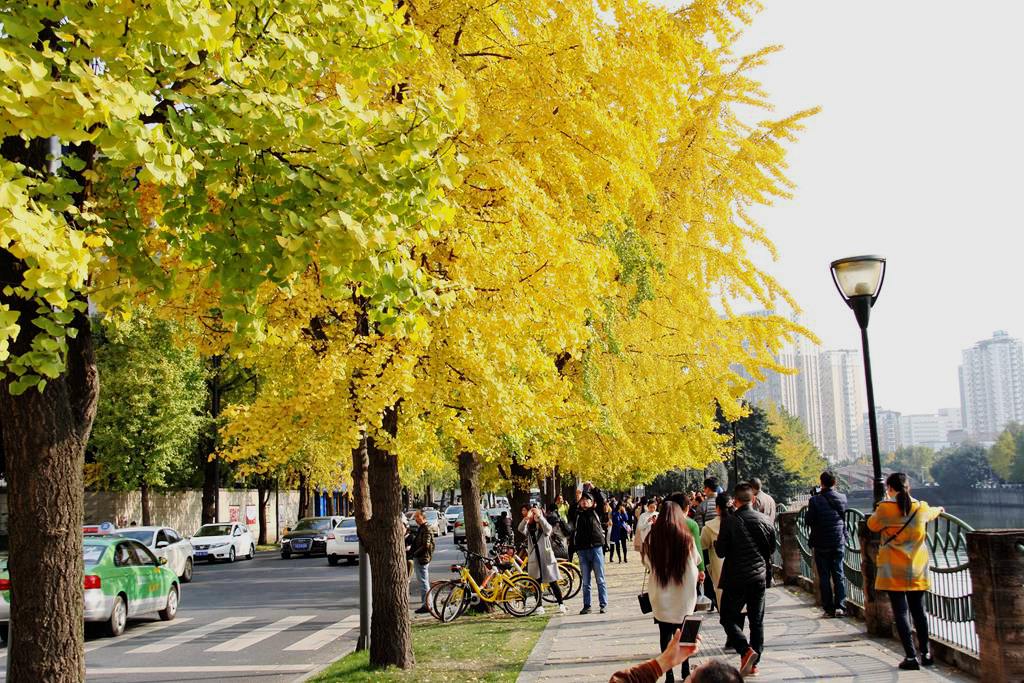 又到银杏叶黄时,又到一年银杏黄
