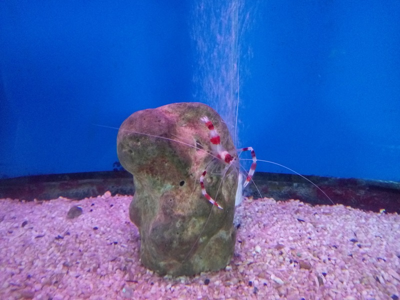 越南游记视频,越南芽庄游记作文600字