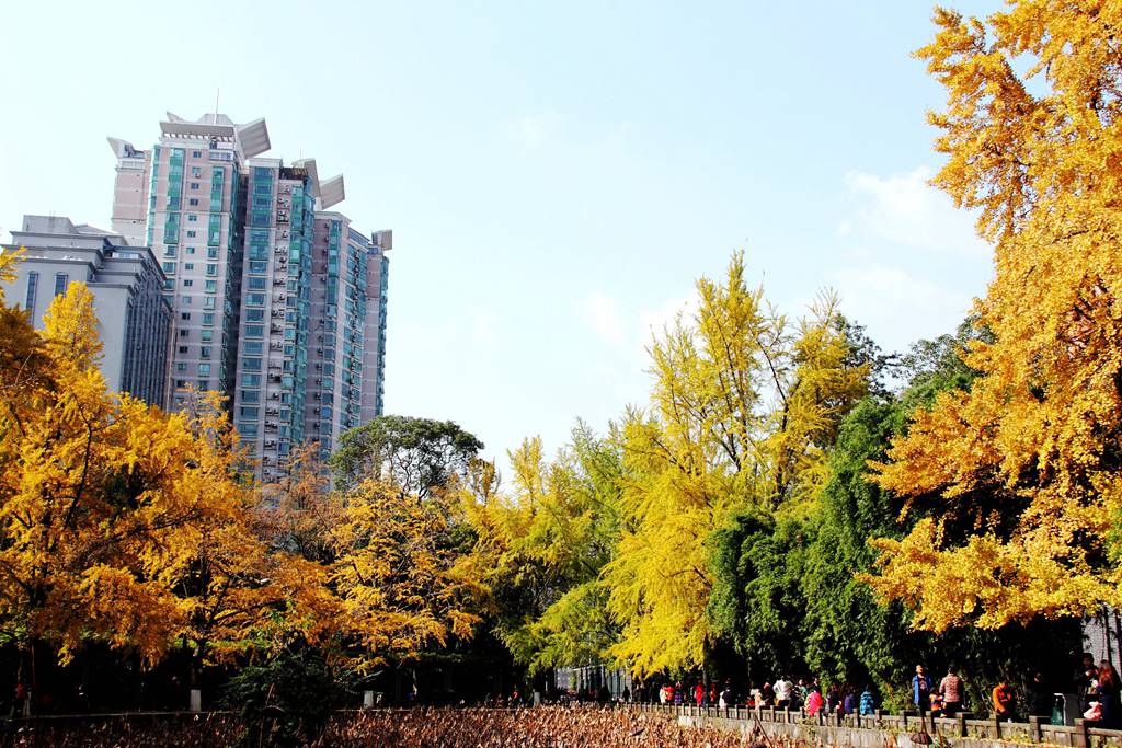 又到银杏叶黄时,又到一年银杏黄