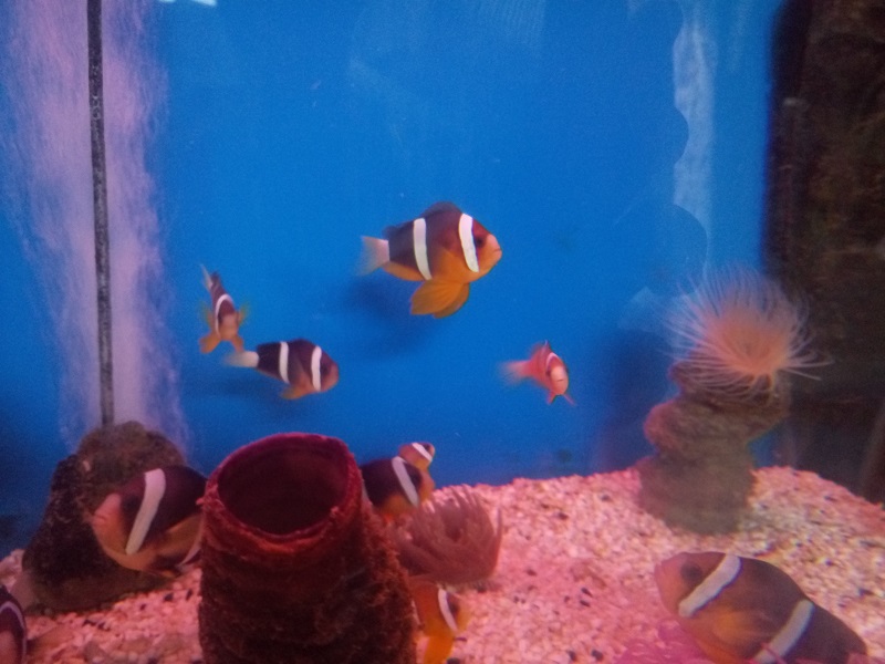 越南游记视频,越南芽庄游记作文600字