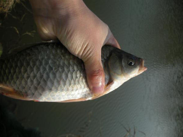 大条有二两，小的有五钱，这可是正宗的寒冬江鲫哟