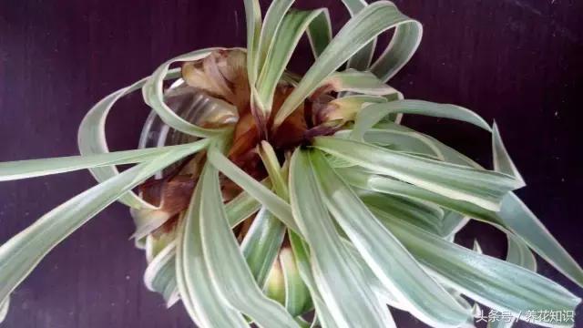 金钱树球根烂了还能救活吗,铁树的根全部烂了还能救活吗