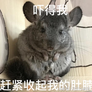 天天吸猫的你看过这些猫科动物吗 (可爱龙猫啮齿目毛丝鼠科动物)