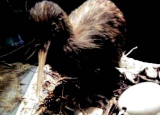 在新西兰我连吃两顿杭伊，还和毛利武士干了一架|出发吧