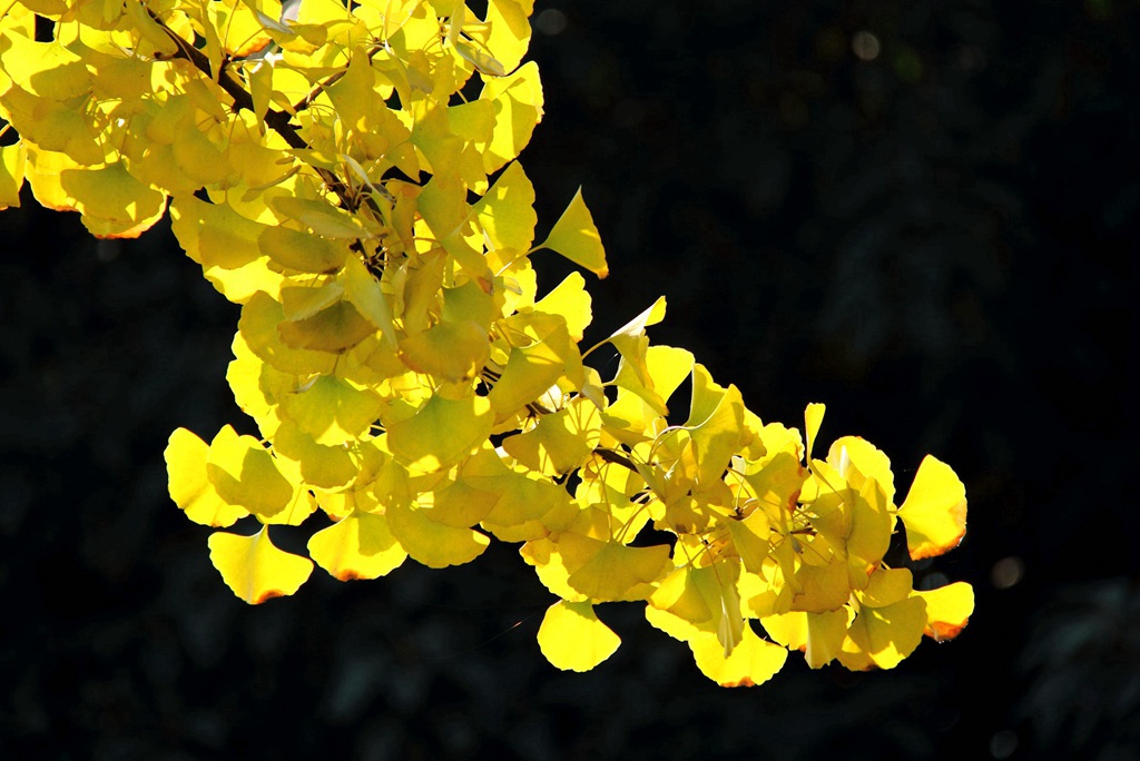 又到银杏叶黄时,又到一年银杏黄