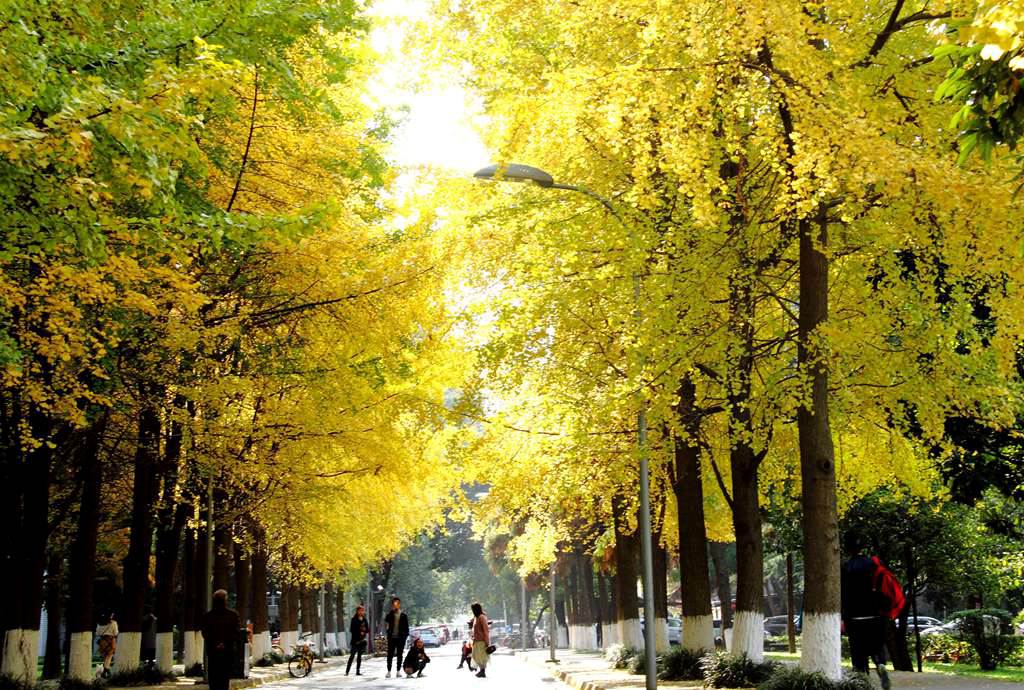 又到银杏叶黄时,又到一年银杏黄