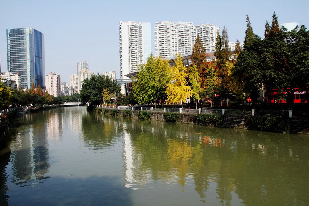 又到银杏叶黄时,又到一年银杏黄