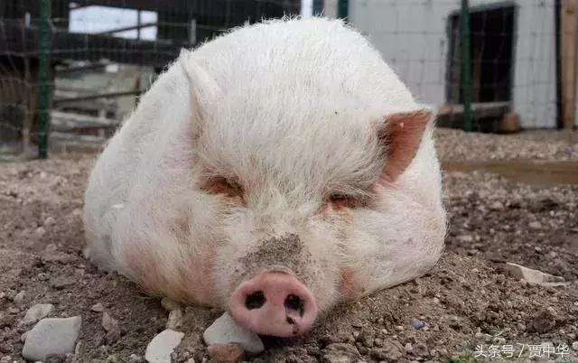 治猪病的草药,什么药能治猪的百病