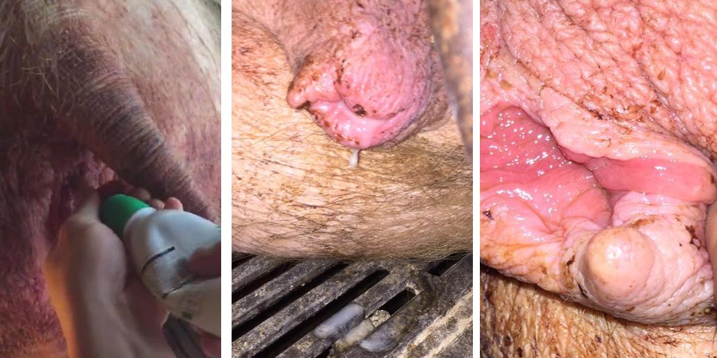 母猪产后需要打什么针,母猪产后消炎不彻底