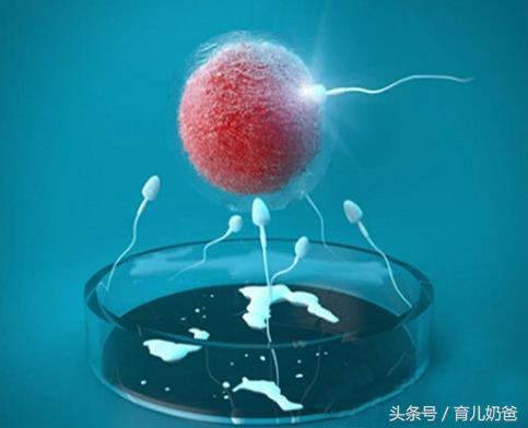 试管婴儿怎么回事,试管婴儿到底怎么回事