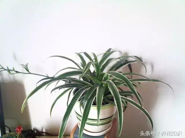 金钱树球根烂了还能救活吗,铁树的根全部烂了还能救活吗