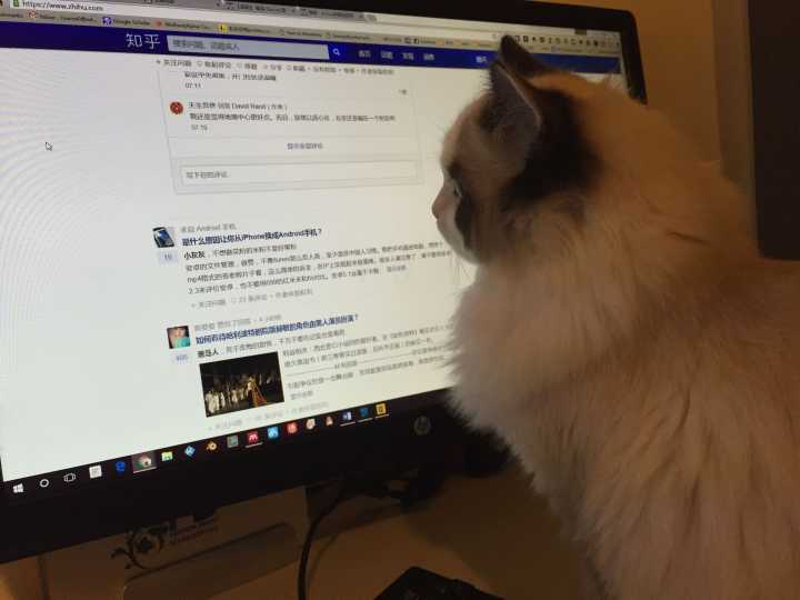 布偶猫网上购买去哪里买靠谱,布偶猫从哪里买更便宜还靠谱