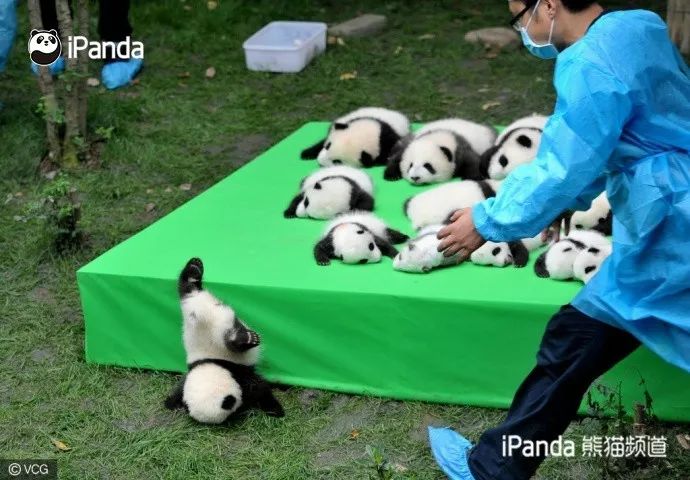 成都干货最全攻略,成都攻略免费