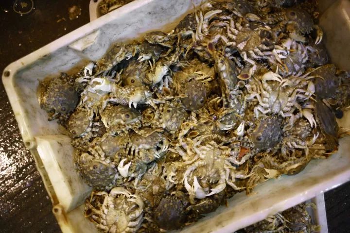 上海吃海鲜必去的地方推荐,距离上海2小时内车程的景点