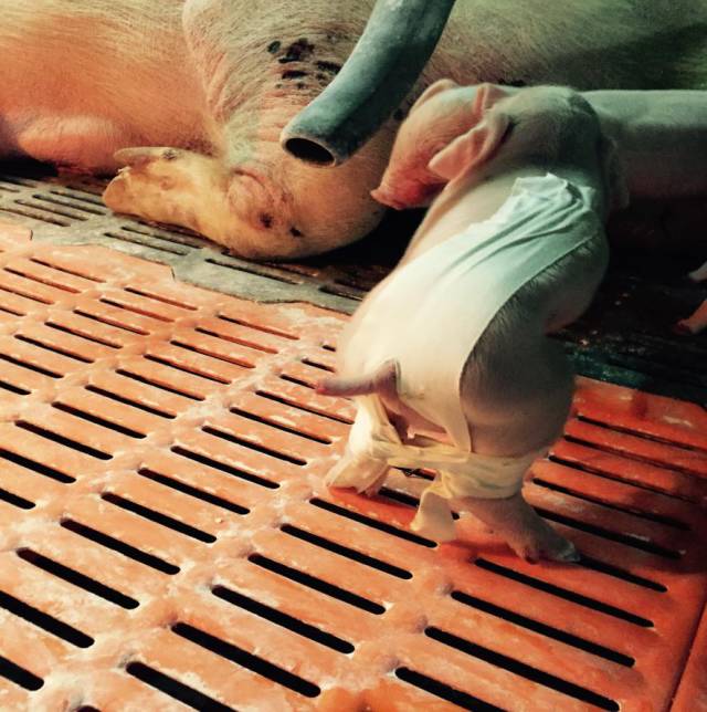 分娩舍的饲喂标准,分娩舍饲养管理