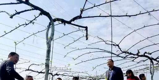 高级农艺师讲解猕猴桃种植技术,红心猕猴桃种植疏果技术