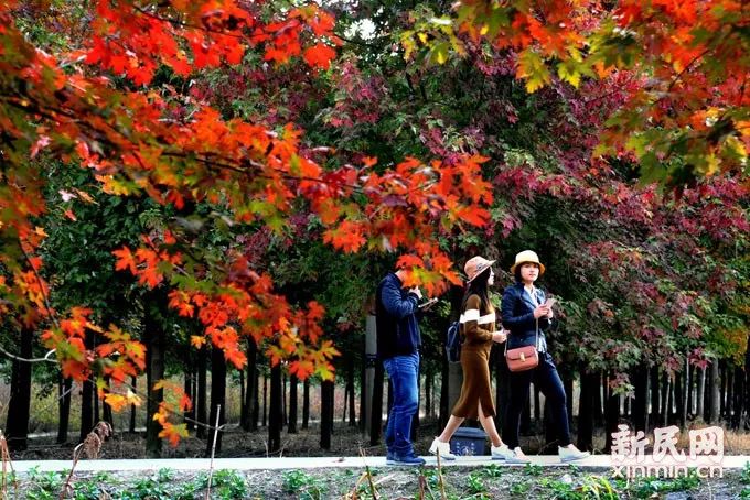 打卡上海这几个风景绝佳的赏秋地,探索最美旅游地点