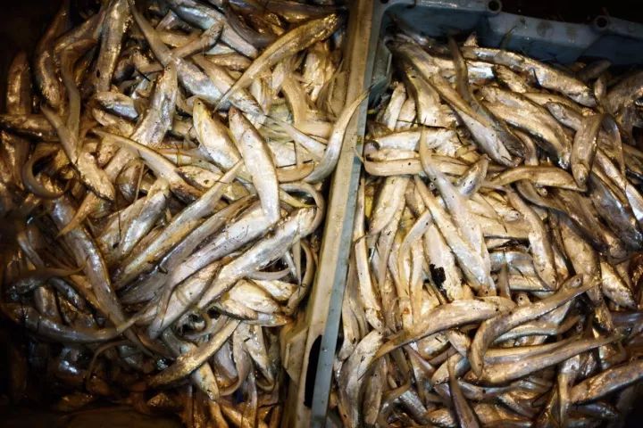 上海吃海鲜必去的地方推荐,距离上海2小时内车程的景点