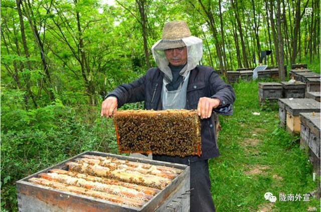 陇南433发展战略,陇南两当狼牙蜜宣传片