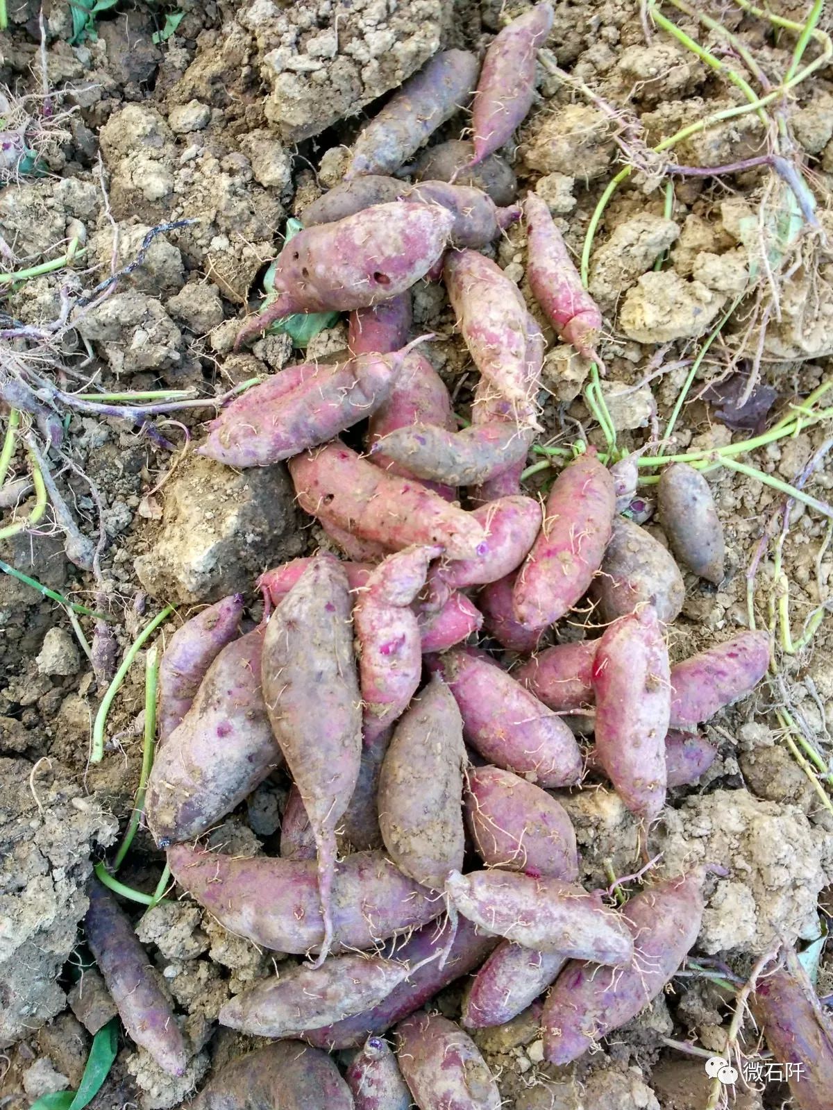 “阡货”出山，全靠有它！