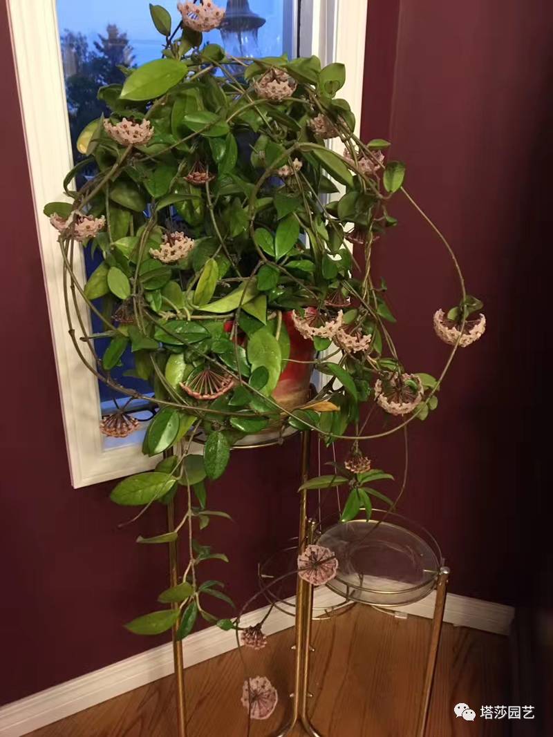 养球兰的小诀窍,怎样才能让球兰爆根