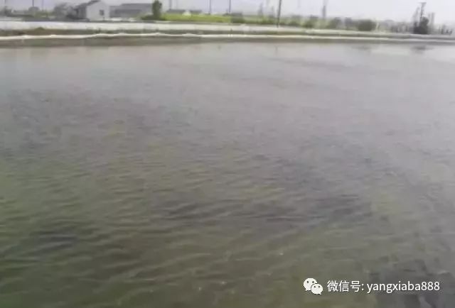 养虾肥水正确方法,虾田冬季肥水可不可以用磷肥肥水