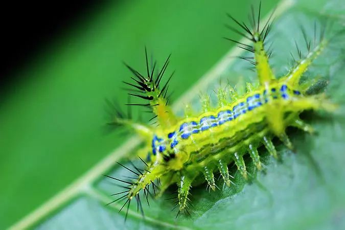 农村这种野货一斤能卖4000元,300元一斤农村常见的东西每家都有