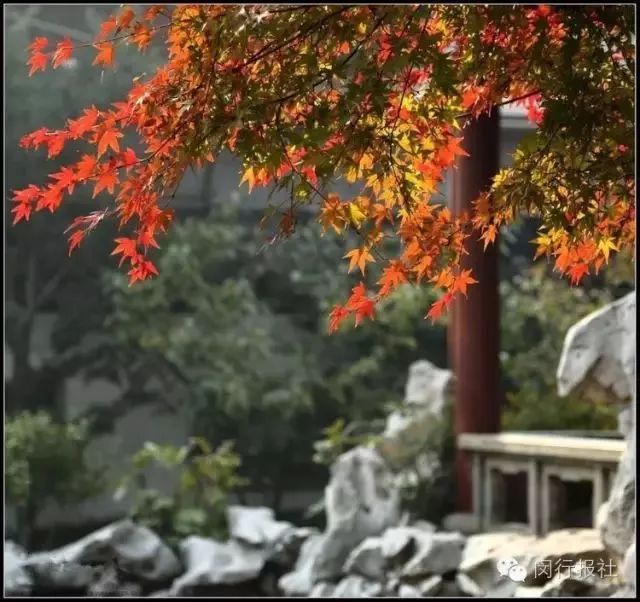打卡上海这几个风景绝佳的赏秋地,探索最美旅游地点