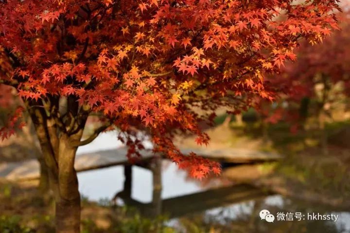 打卡上海这几个风景绝佳的赏秋地,探索最美旅游地点