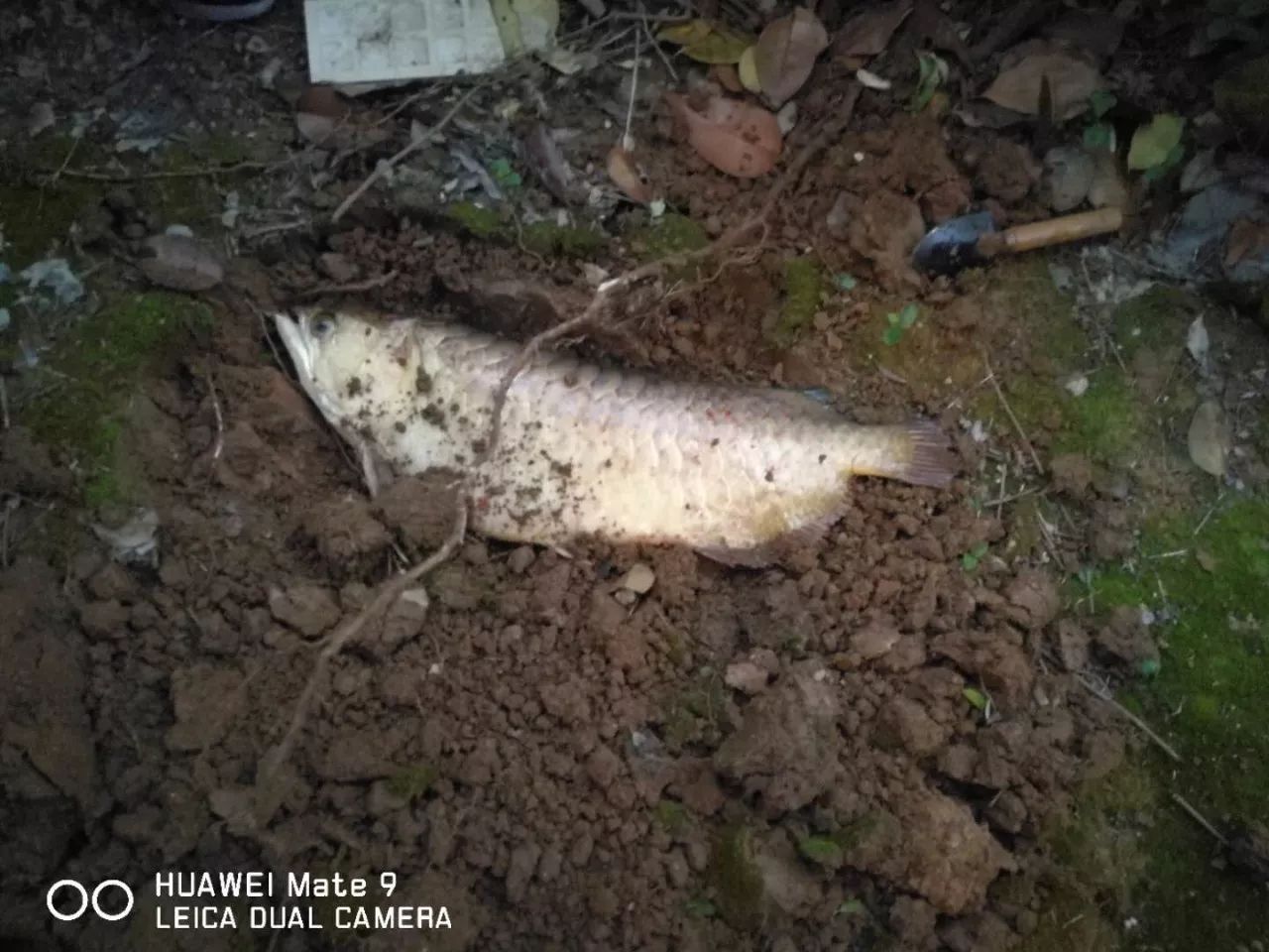 龙鱼艾滋后期治疗,龙鱼艾滋