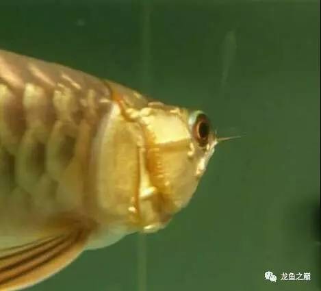 龙鱼艾滋后期治疗,龙鱼艾滋