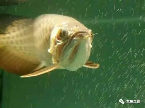 龙鱼艾滋后期治疗,龙鱼艾滋