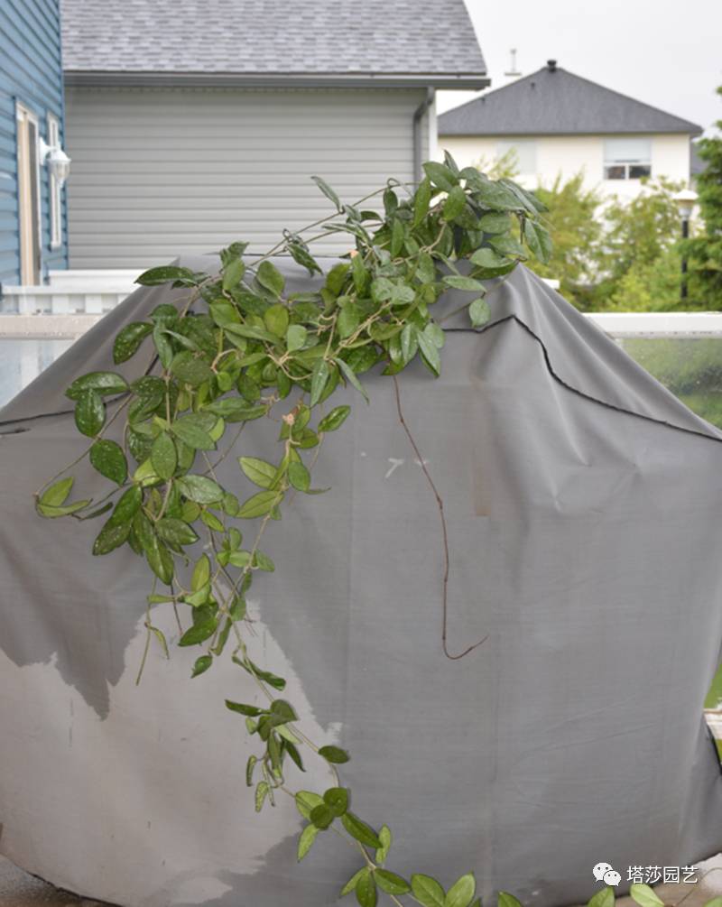 养球兰的小诀窍,怎样才能让球兰爆根