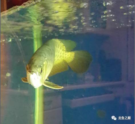 龙鱼艾滋后期治疗,龙鱼艾滋