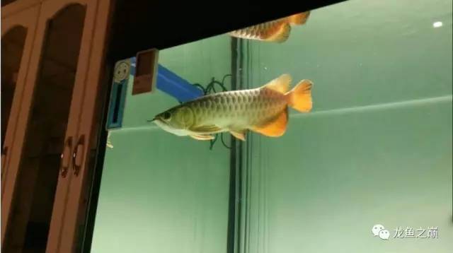 龙鱼艾滋后期治疗,龙鱼艾滋