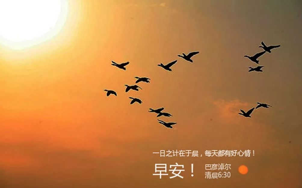 鸿雁知天下,鸿雁知天下最新新闻