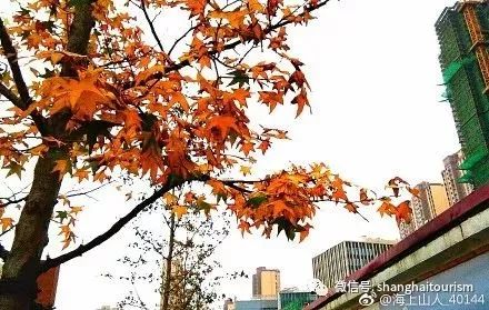 打卡上海这几个风景绝佳的赏秋地,探索最美旅游地点