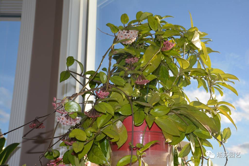 养球兰的小诀窍,怎样才能让球兰爆根