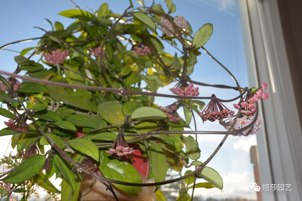 养球兰的小诀窍,怎样才能让球兰爆根