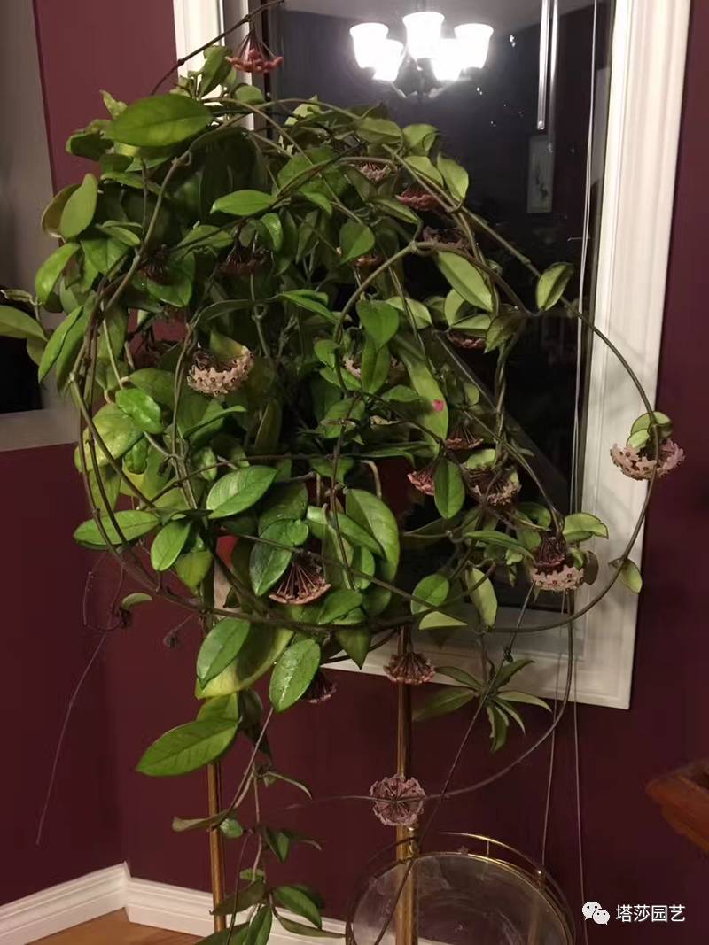 养球兰的小诀窍,怎样才能让球兰爆根