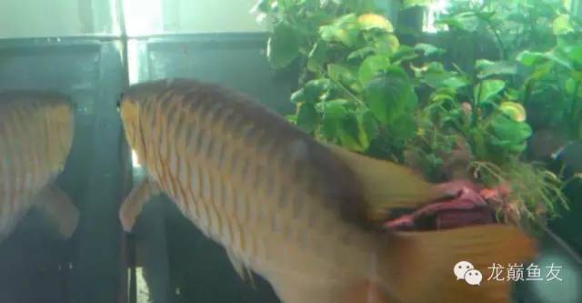 龙鱼艾滋后期治疗,龙鱼艾滋