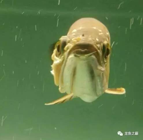 龙鱼艾滋后期治疗,龙鱼艾滋