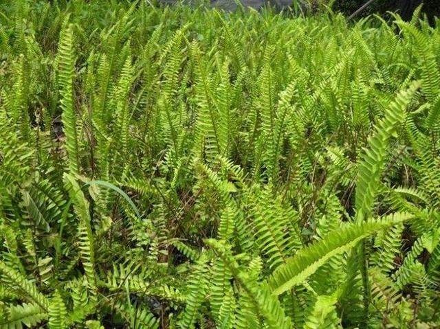 农村野草像蜈蚣,长得像蜈蚣的野草