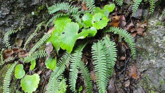 农村野草像蜈蚣,长得像蜈蚣的野草