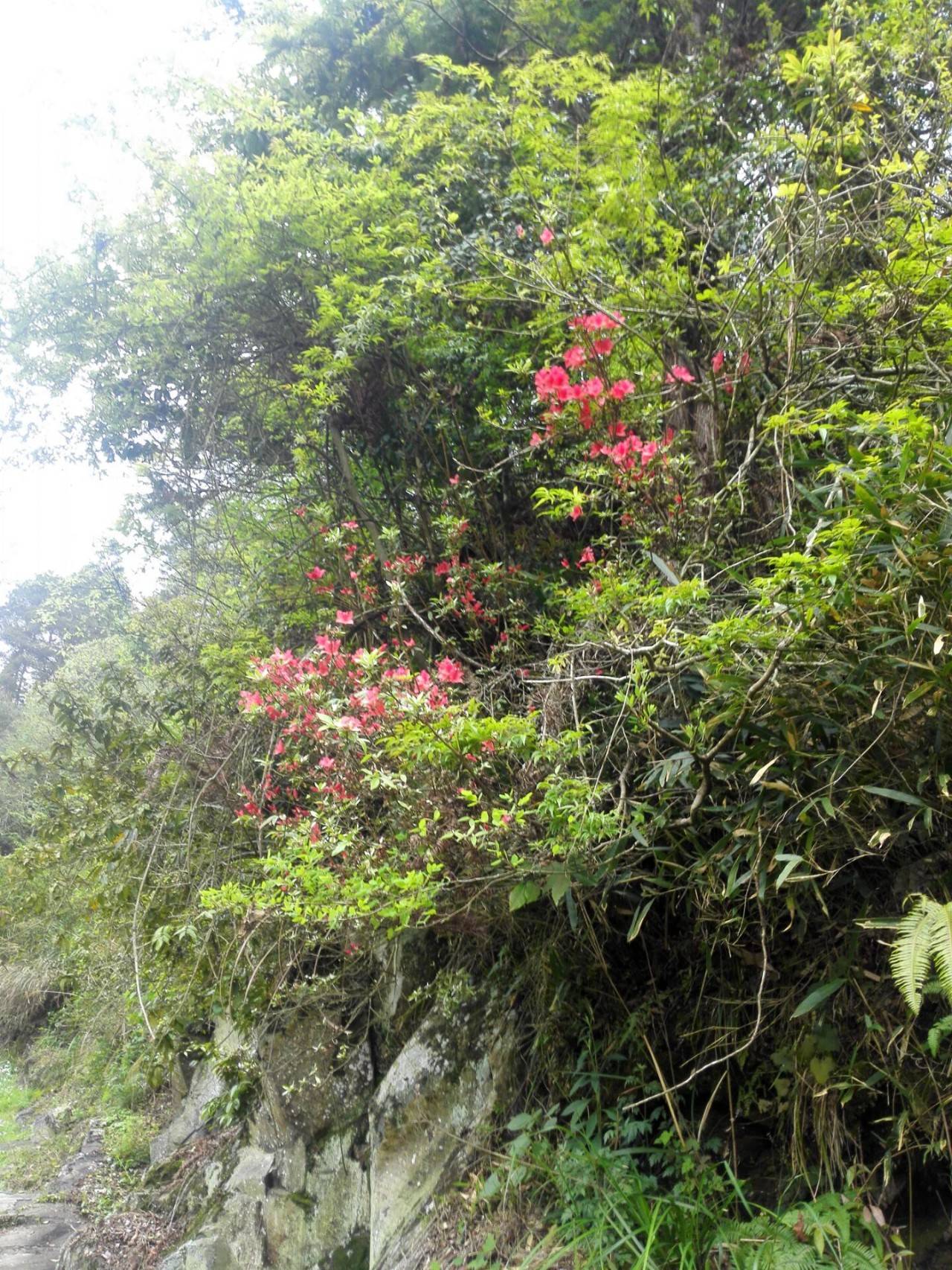 清明节：一只公鸡的思想边界